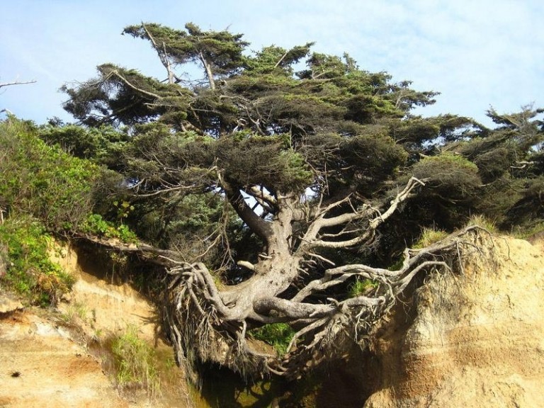 Iconic 'Tree of Life' in Kalaloch Is a Monument to Resilience