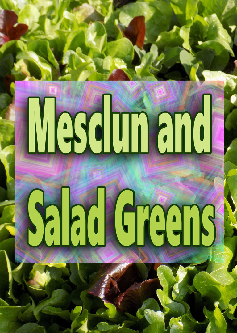 Mesclun and Salad Greens