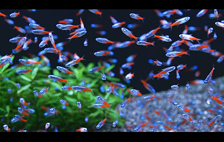 Neon Tetra Fish Guide 1