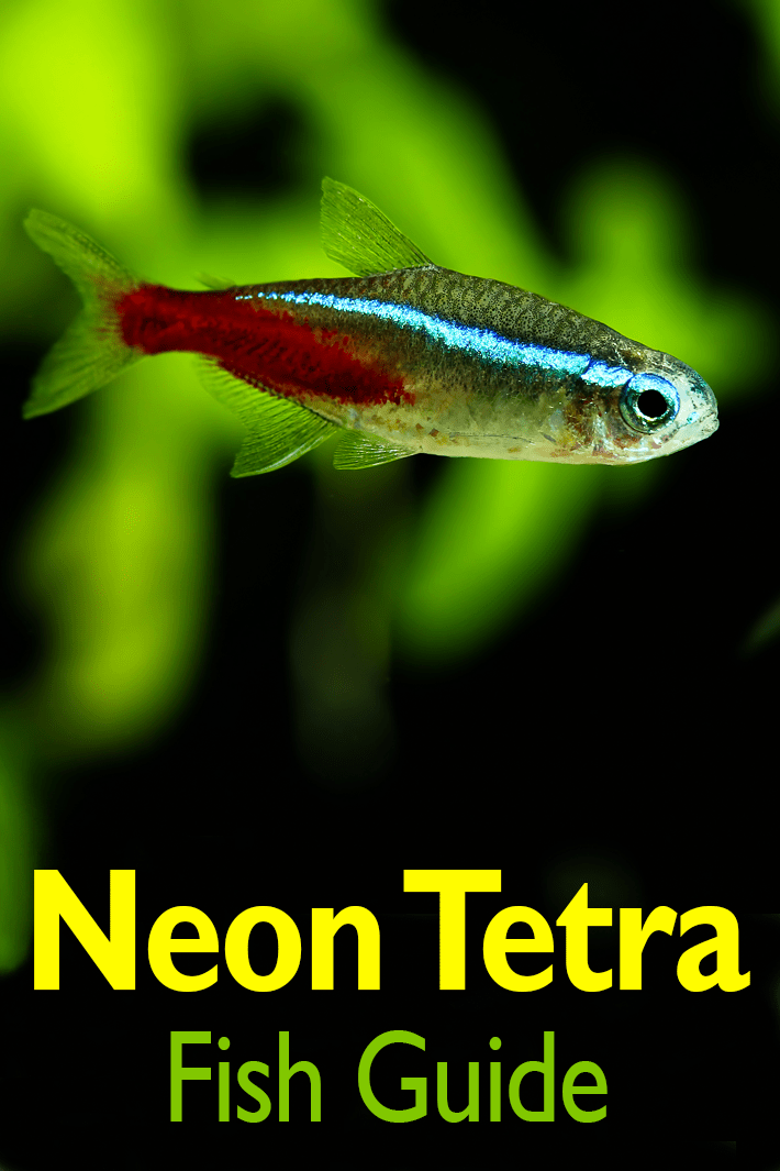 Neon Tetra -Fish Guide