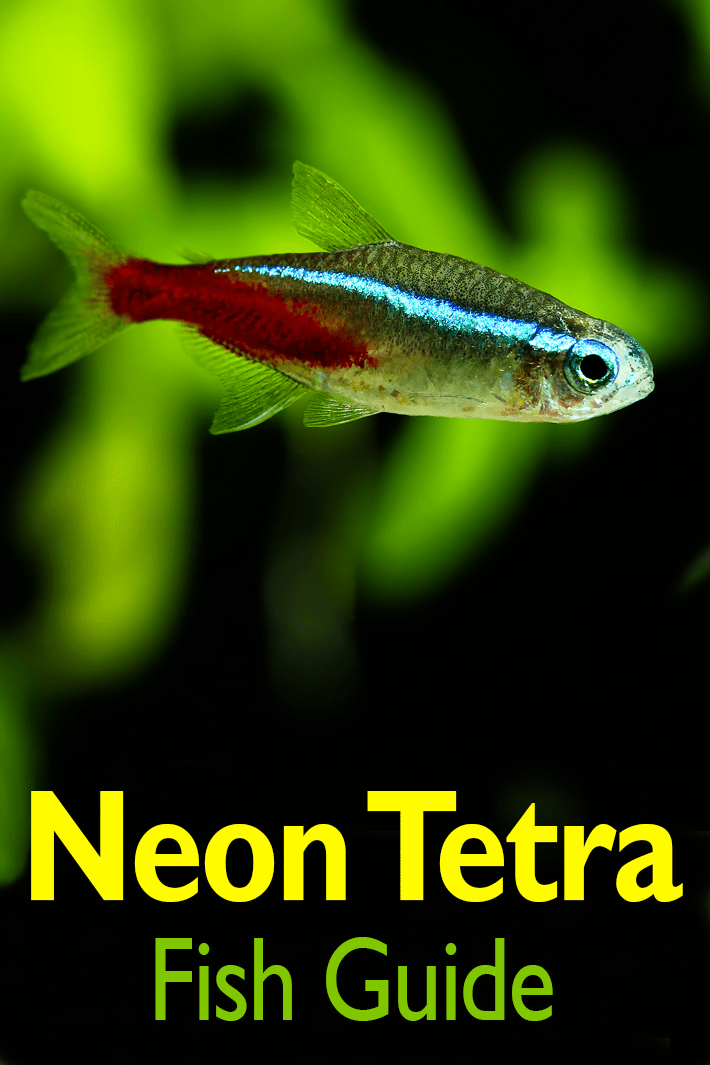 cardinal tetra fish
