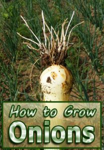 Onions - How to Grow