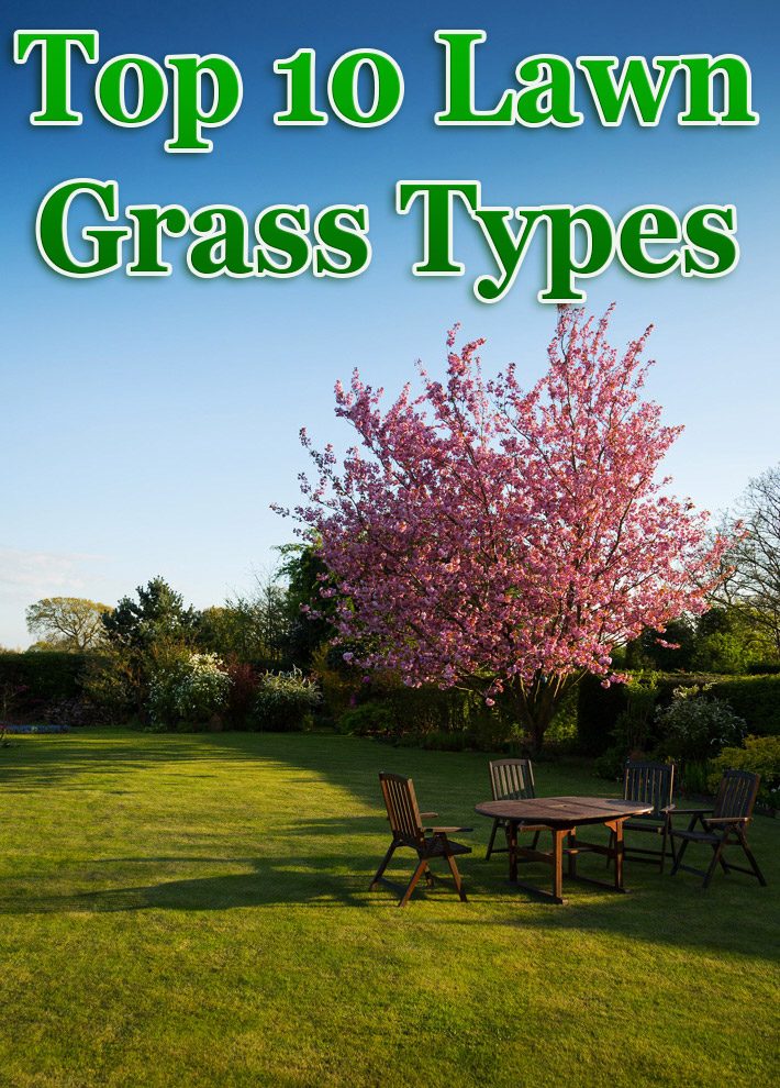 Top 10 Lawn Grass Types