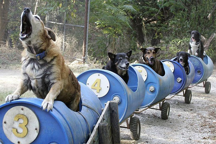 Dog Train Taking Dogs On Adventures