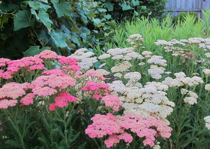 Yarrow - How to Grow