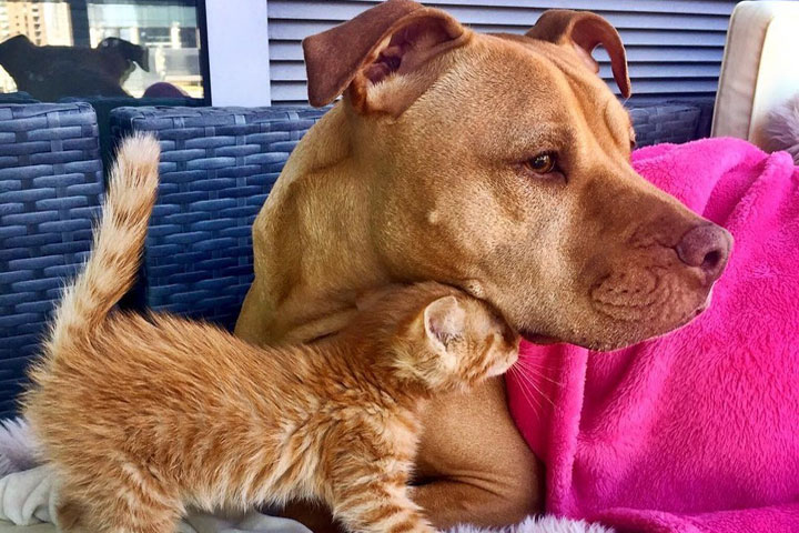 Rescue Pit Bull Gets His Own Kitty