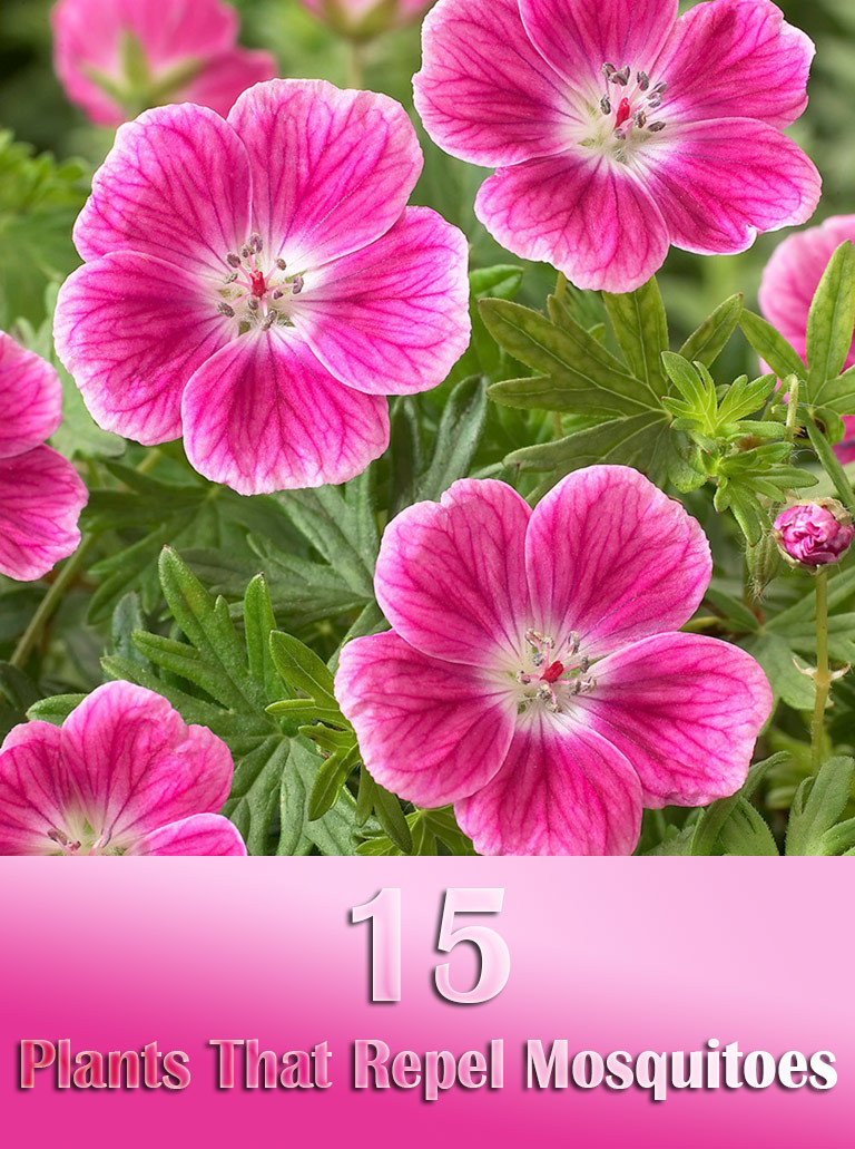 15 Plants That Repel Mosquitoes
