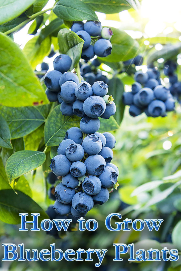 How to Grow Blueberry Plants