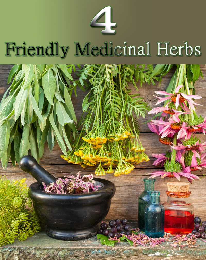 4 Friendly Medicinal Herbs for Your Garden