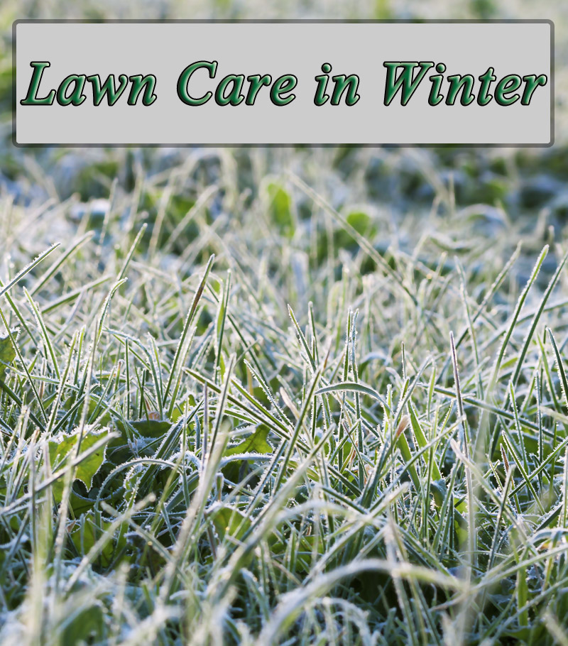 Winter Lawn Care – Winter Lawn Maintenance