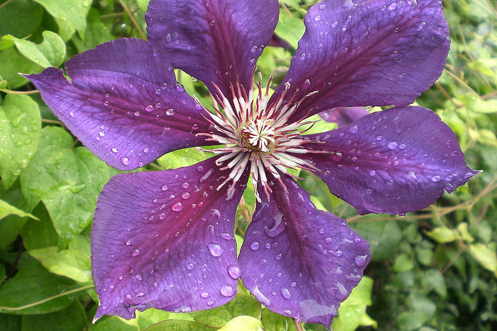 Myths About Clematis