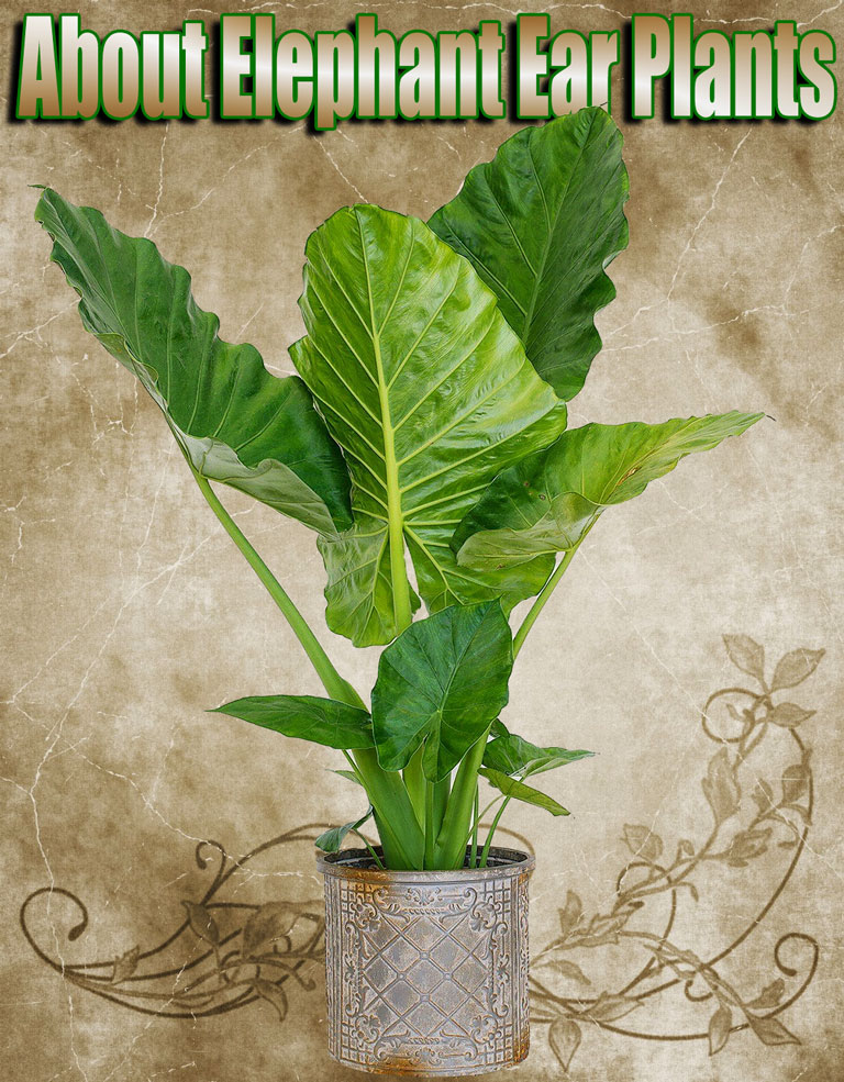 About Elephant Ear Plants