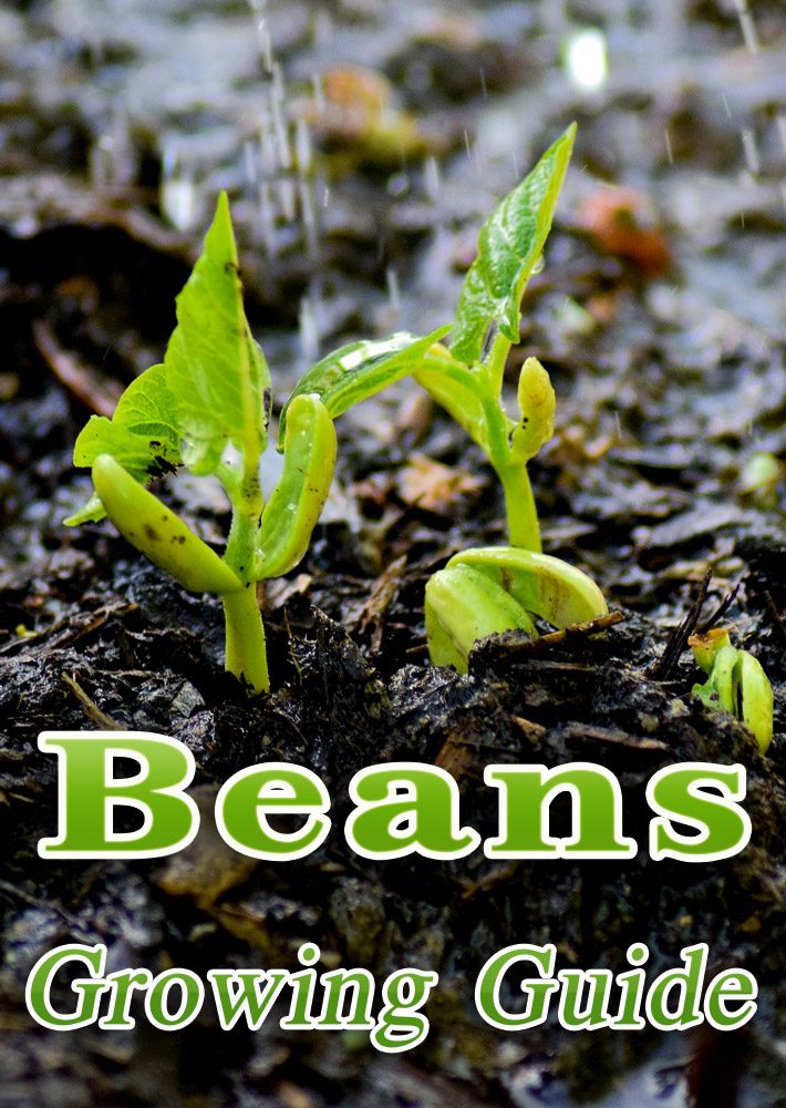 Beans – Growing Guide