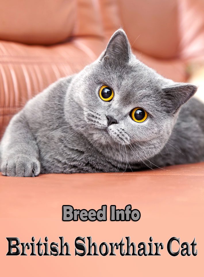 British Shorthair Cat – Breed Info