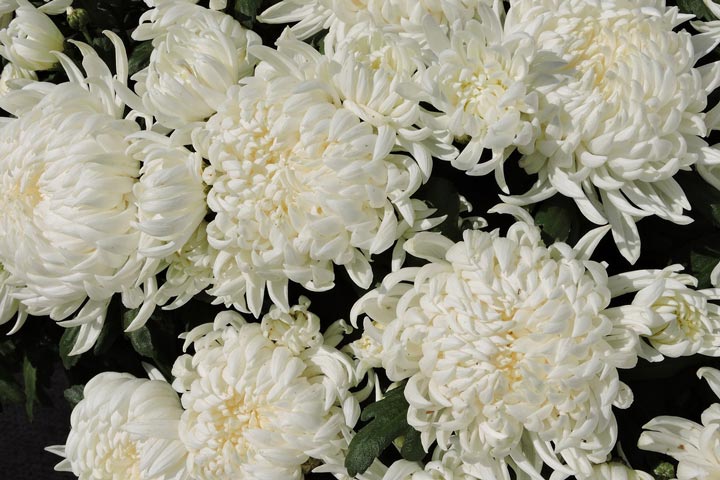 Chrysanthemums in Your Garden