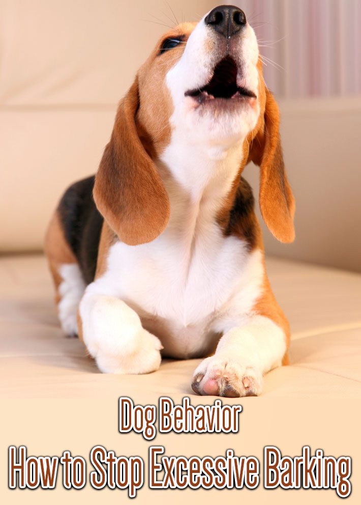 Dogs – How to Stop Excessive Barking
