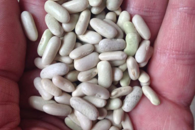 How to Grow French Beans From Seed