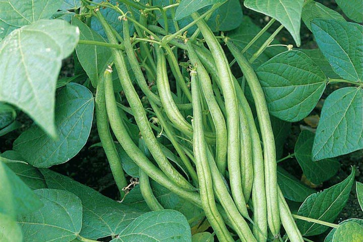 How to Grow French Beans From Seed