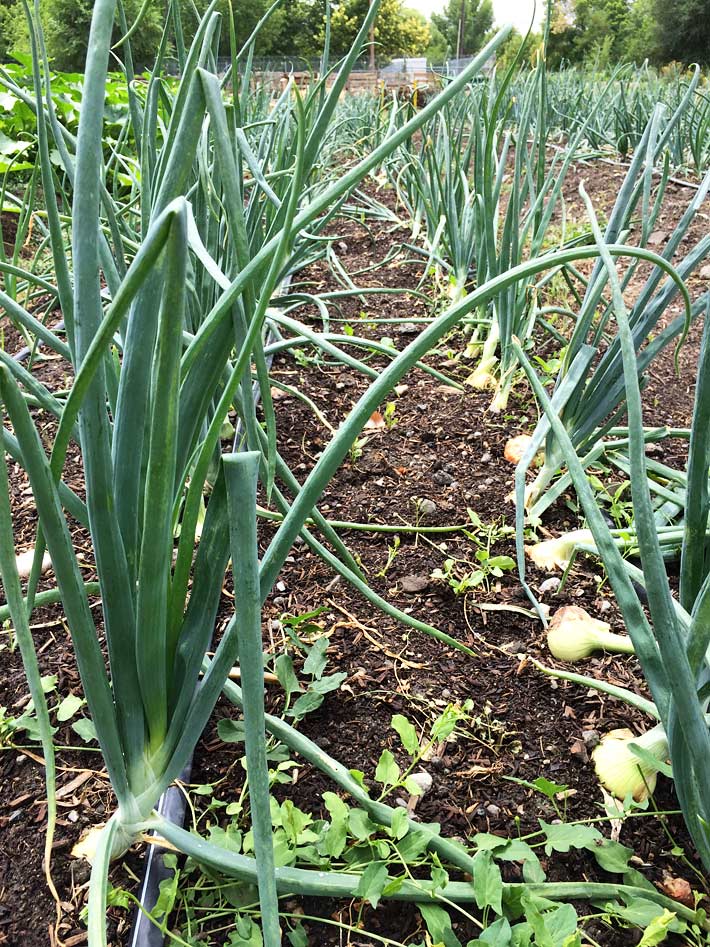 Quiet Corner:Garlic - Growing Guide - Quiet Corner