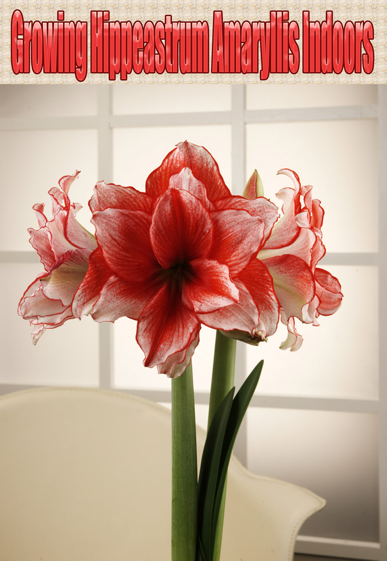 Growing Hippeastrum Amaryllis Indoors