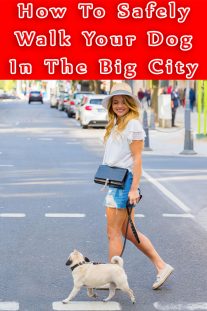 How To Safely Walk Your Dog In The Big City