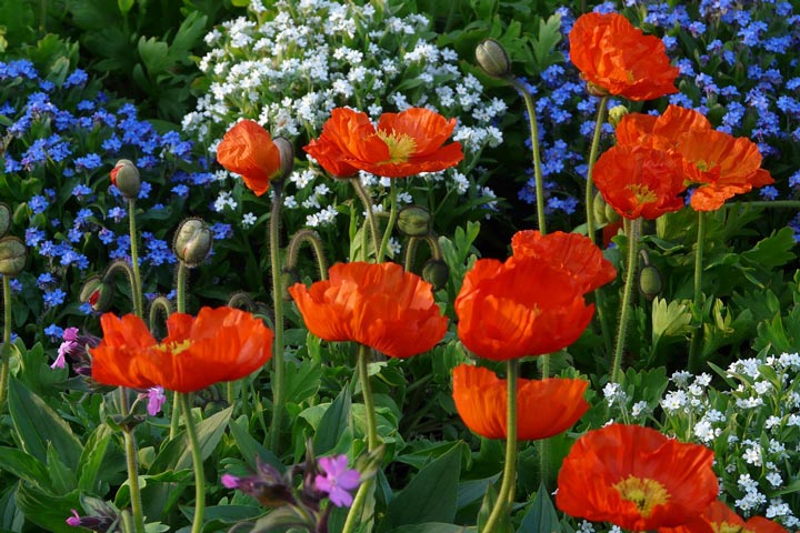 How to Create a Wildflower Garden