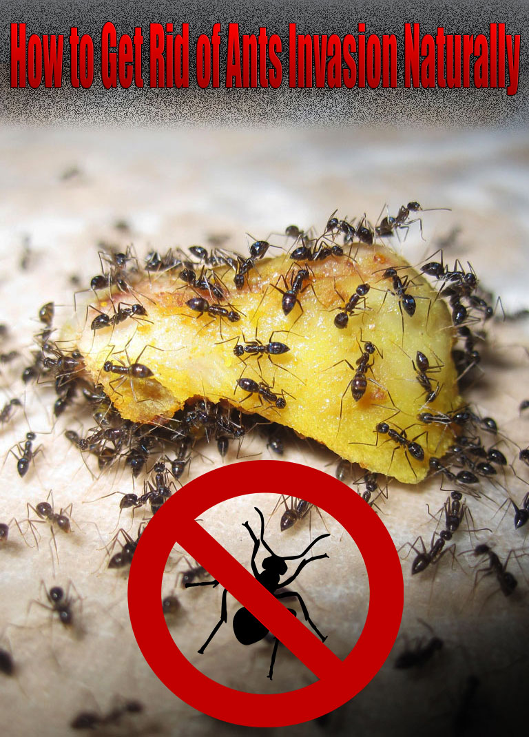 How to Get Rid of Ants Invasion Naturally