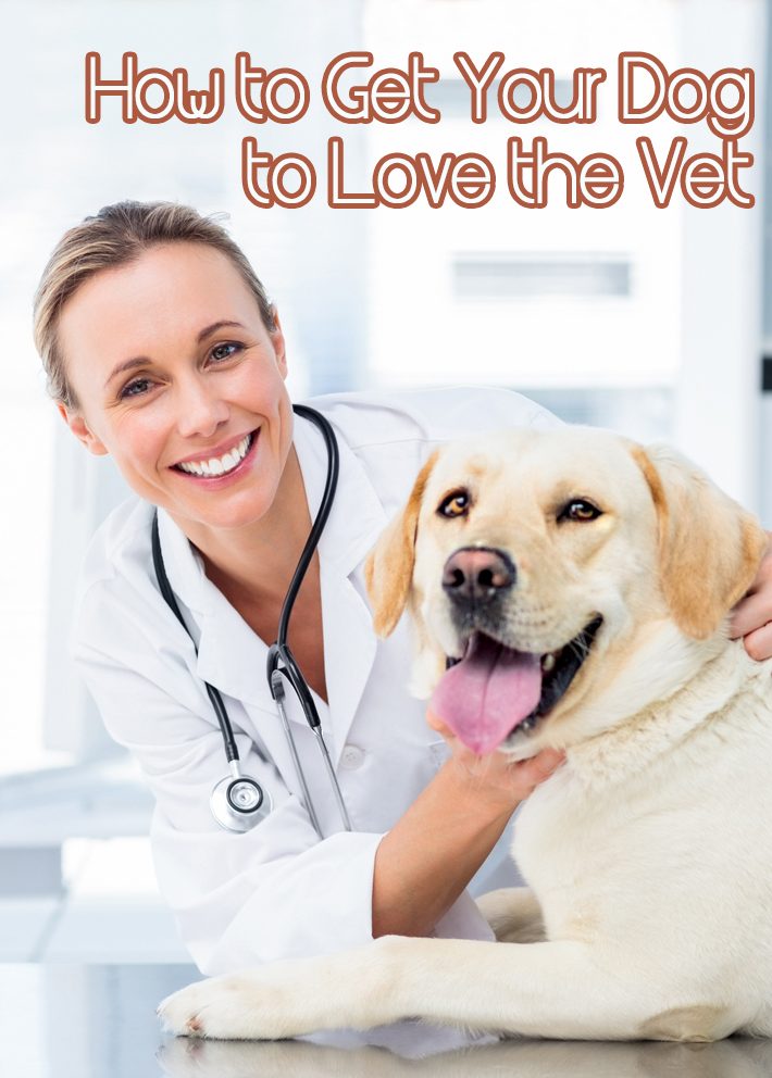 How to Get Your Dog to Love the Vet