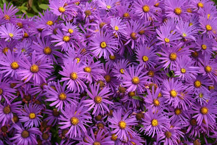 How to Grow Asters