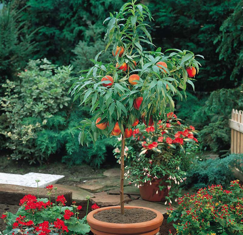 How to Grow Peaches and Nectarines in a Pot