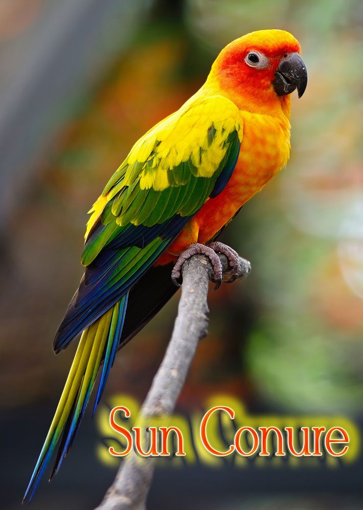 borgoña Cerveza pala Lovely Sun Conure Parrot