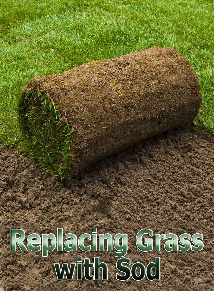 Replacing Grass with Sod