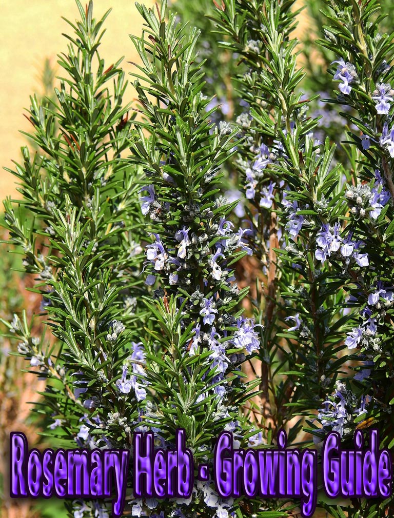 Rosemary Herb – Growing Guide