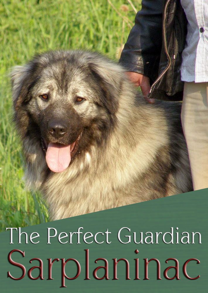 Sarplaninac The Perfect Guardian