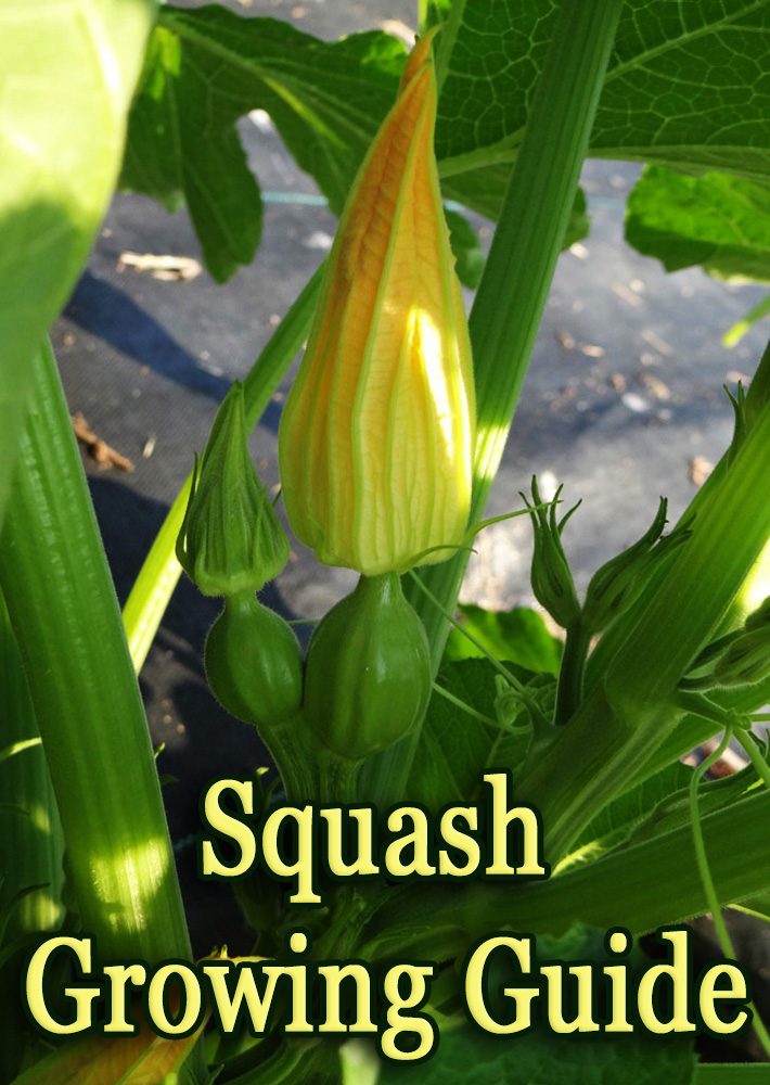 Squash – Growing Guide