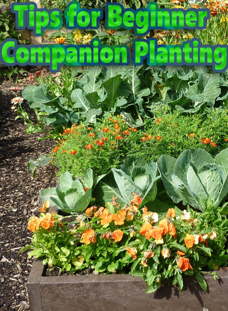 Tips for Beginner Companion Planting