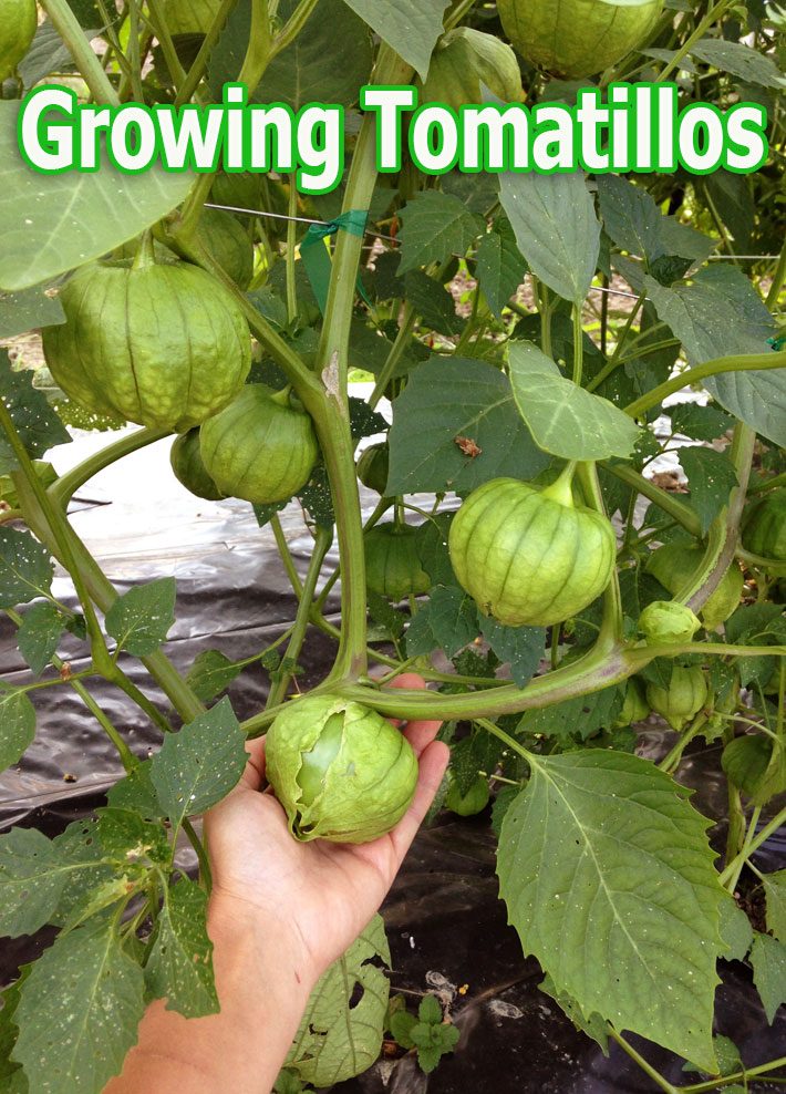 Tomatillos – Growing Guide