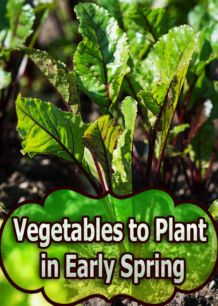 Vegetables to Plant in Early Spring