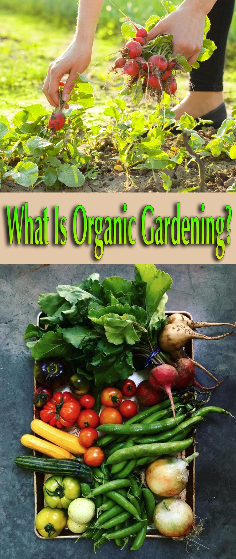 What Is Organic Gardening