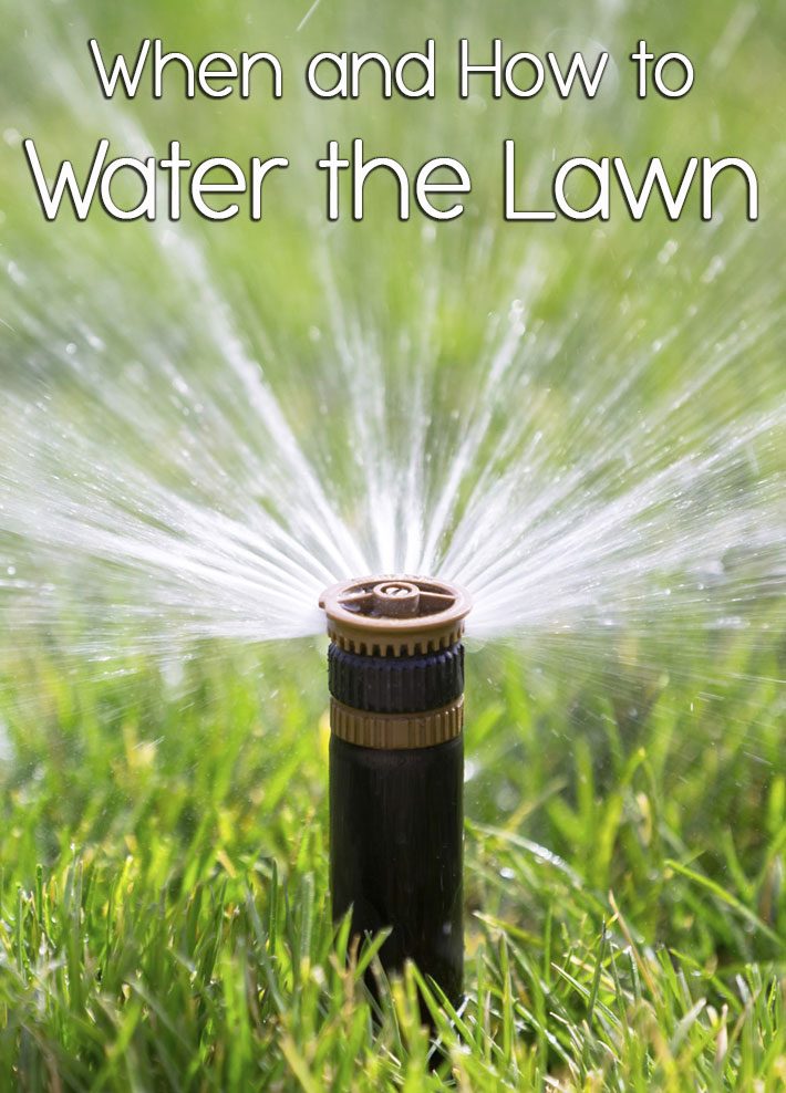 When and How to Water the Lawn