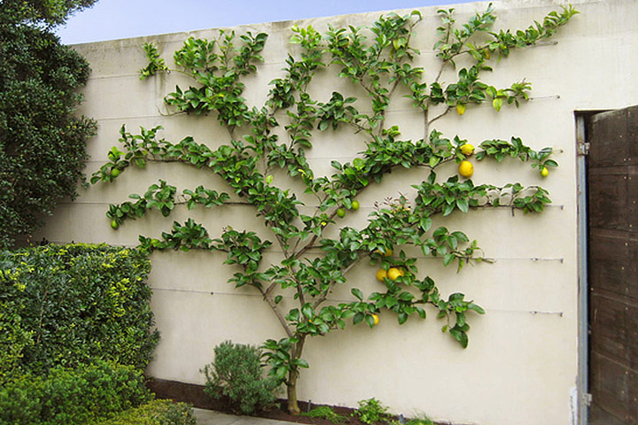 Spice Your Backyard - Espalier