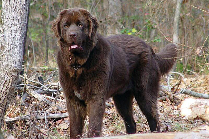 Newfoundland Dogs - Breed Info