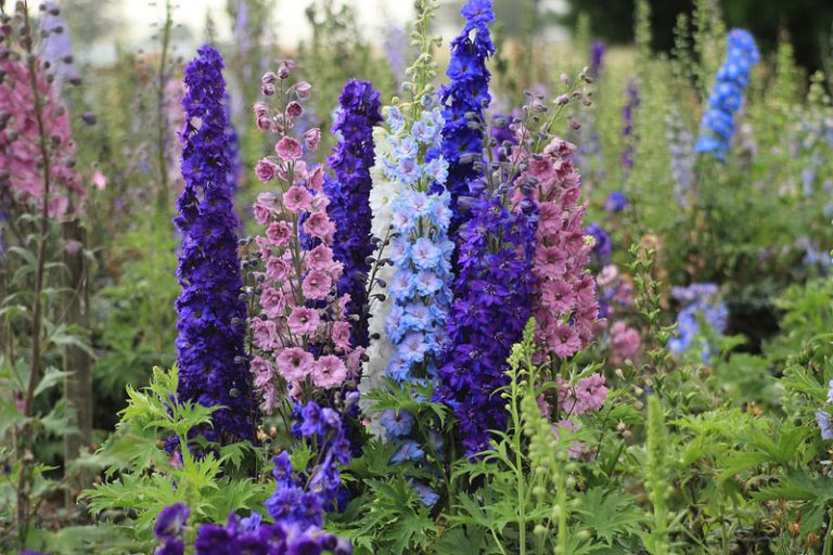 Quiet CornerBeautiful Delphiniums How to Grow Quiet