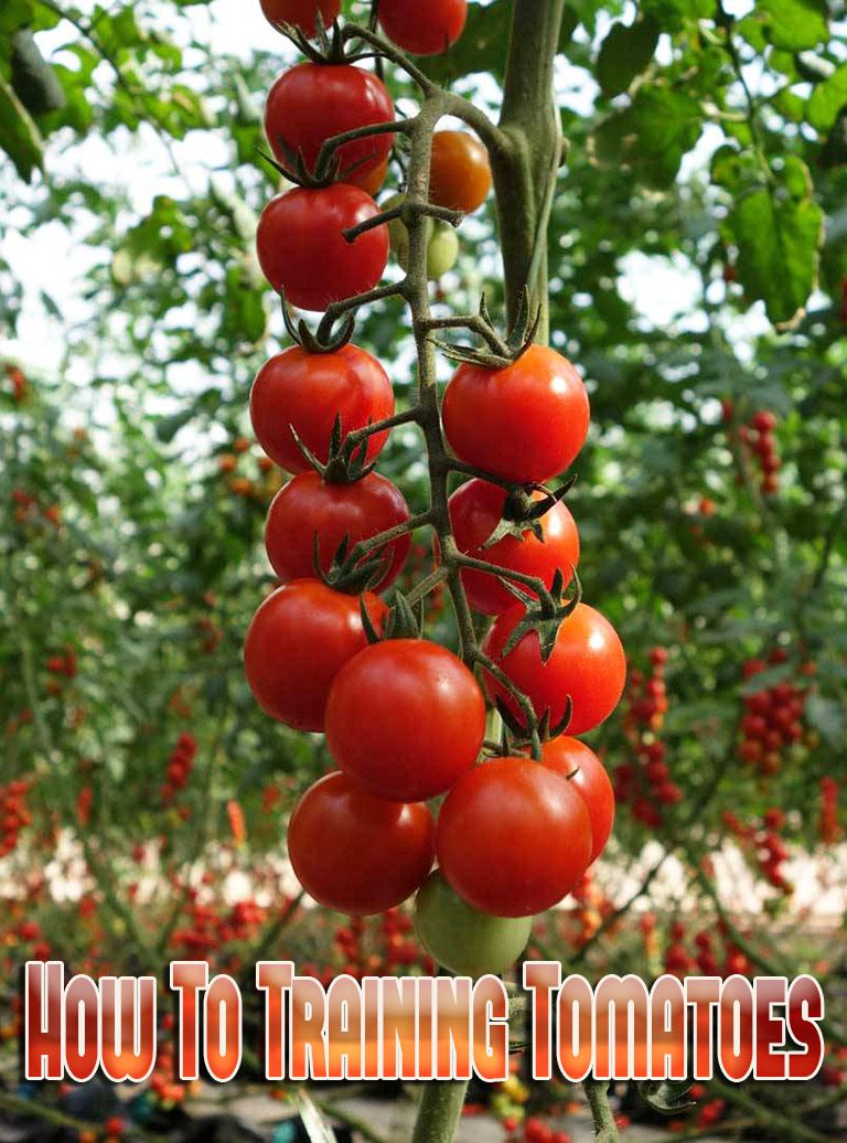 Gardening How To: Training Tomatoes