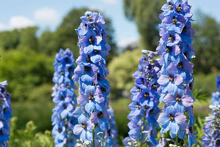 Beautiful Delphiniums - How to Grow