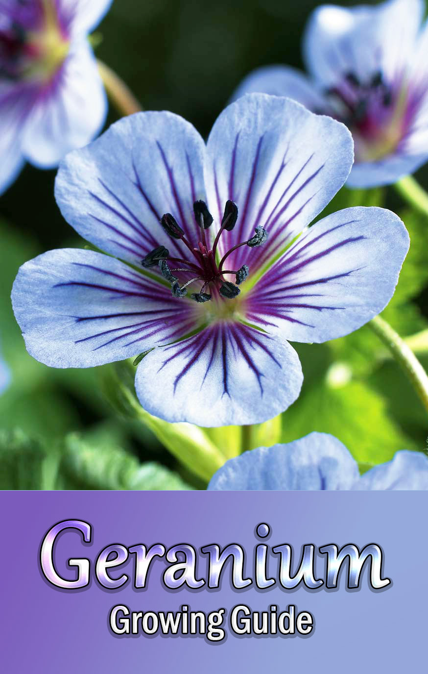 Geranium – Growing Guide