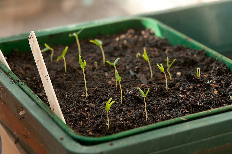 Quiet Corner:Growing Chili Peppers From Seed - Quiet Corner