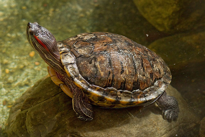Health Issues - Monitoring Your Turtle