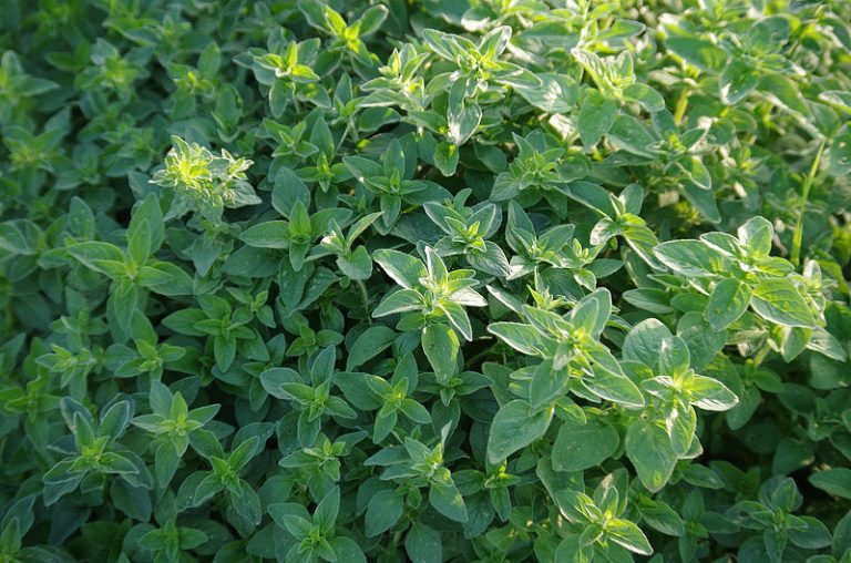 Oregano Growing Guide