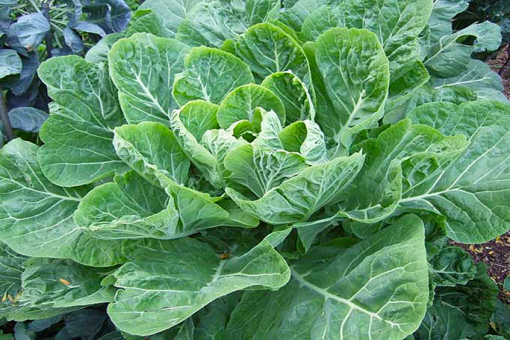 Collards – Growing Guide